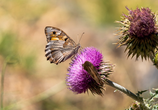 Sabanözü Highlands